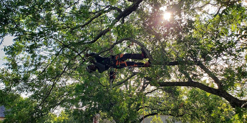 Tree Services in Azle, Texas