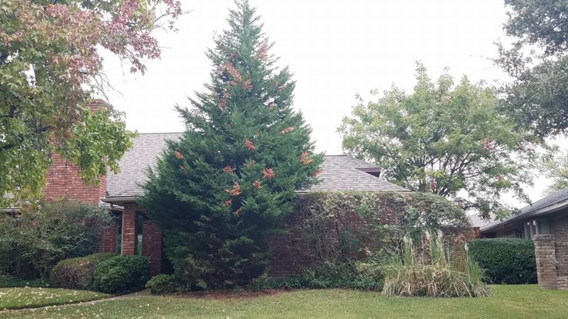 Tree Diseases in Fort Worth, Texas