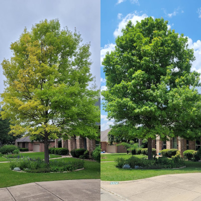 Tree Preservation in Fort Worth, Texas