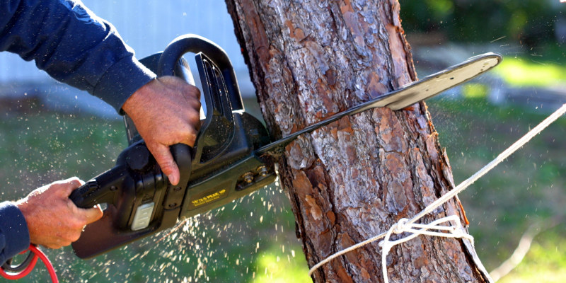 Tree Removal