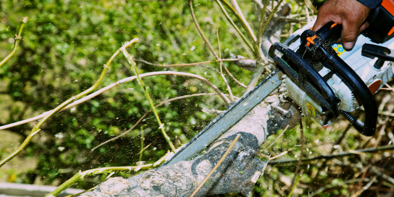 Tree Trimming & Pruning in Fort Worth, Texas