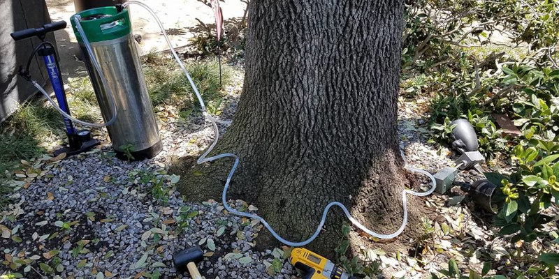 Tree Fertilization in Fort Worth, Texas
