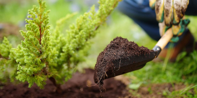 Plant Fertilization in Fort Worth, Texas
