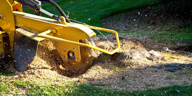 Stump Grinding in Fort Worth, Texas