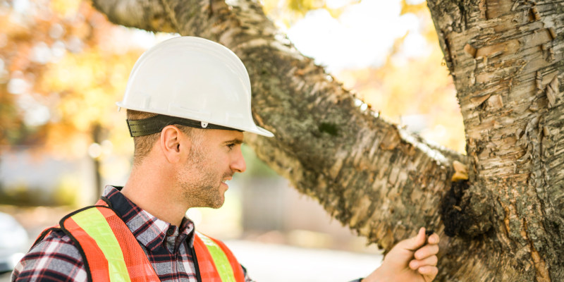 Complete Tree Care in Fort Worth, Texas
