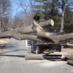 Large Tree Removal