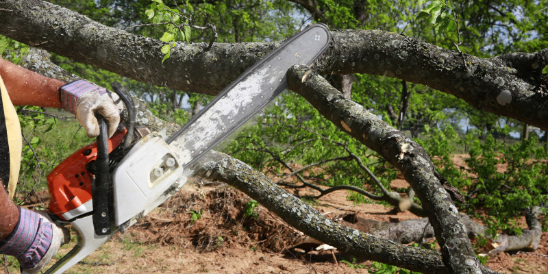 Worried About Spring Storms Causing Damage to Your Trees and Property?