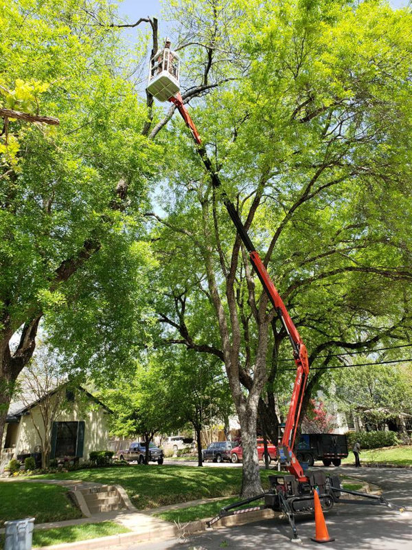 Tree Care in Irving, Texas