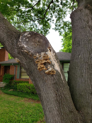 Tree Fungus in Fort Worth, Texas