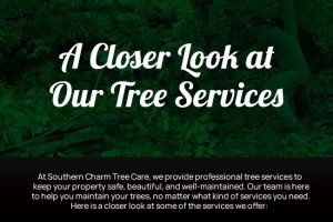 A Closer Look at Our Tree Services
