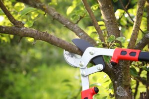 Understanding the Importance of Professional Tree Trimming & Pruning
