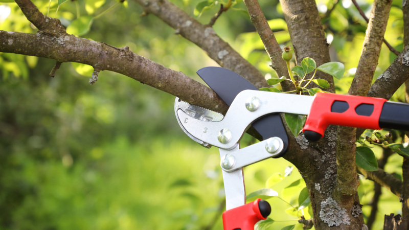Understanding the Importance of Professional Tree Trimming & Pruning