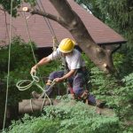 HOA Tree Maintenance