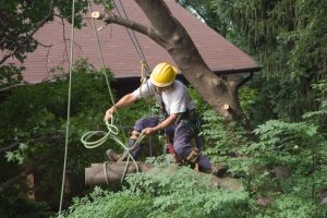 Why You Might Need Tree Removal