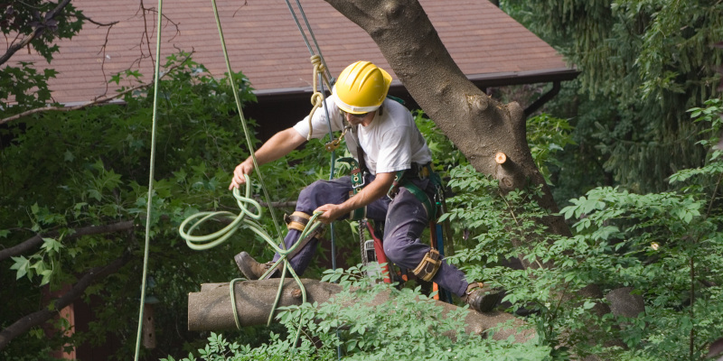 Why You Might Need Tree Removal