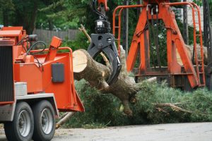 Four Reasons Why Experience Matters When it Comes to Tree Services