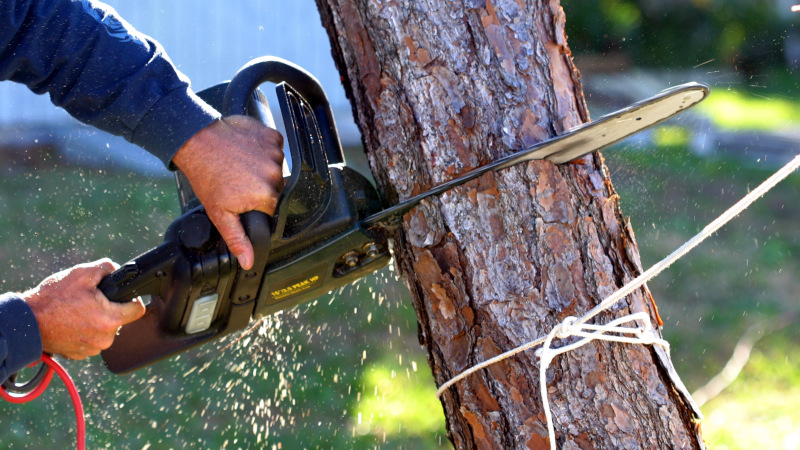 Top Reasons Not to Attempt Your Own Tree Removal
