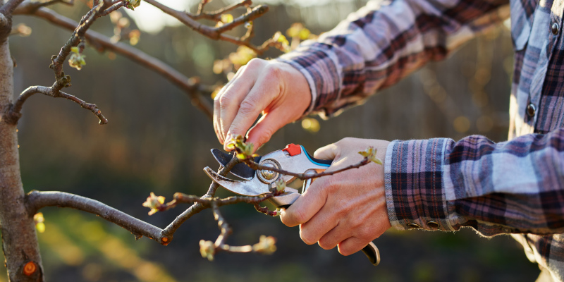 3 Reasons Not to DIY Tree Trimming