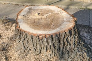 Why Winter Is a Good Time for Stump Removal
