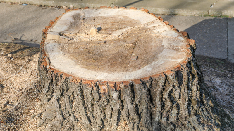 Why Winter Is a Good Time for Stump Removal