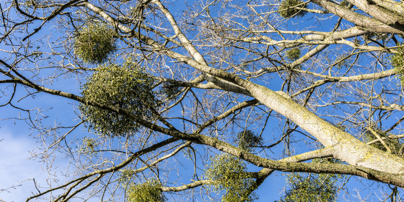 Mistletoe Removal in Fort Worth, Texas 