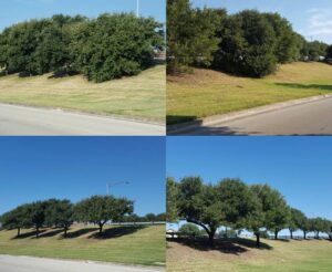 Tree Fertilization: Your Secret to Healthy, Happy Trees