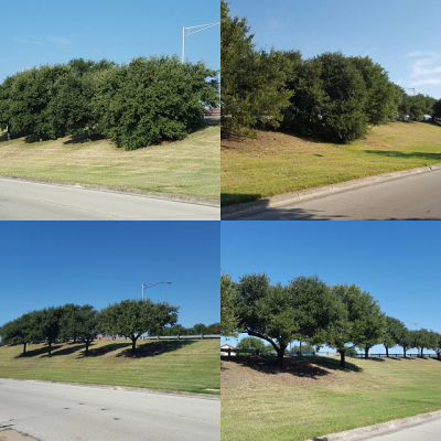 Tree Fertilization: Your Secret to Healthy, Happy Trees