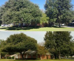 Tips and Tricks for Tree Care