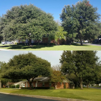 Tips and Tricks for Tree Care