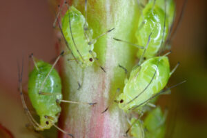 Common Tree Pests and What to Do About Them