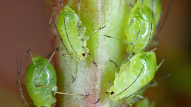 Common Tree Pests and What to Do About Them