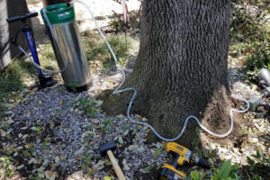 How Do You Protect Your Trees from Oak Wilt?