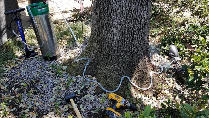 How Do You Protect Your Trees from Oak Wilt?