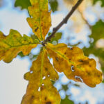 Oak Wilt