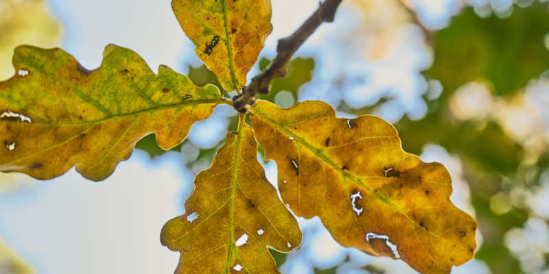 Oak Wilt in Fort Worth, Texas