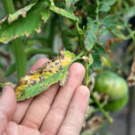 Leaf Spot Fungus