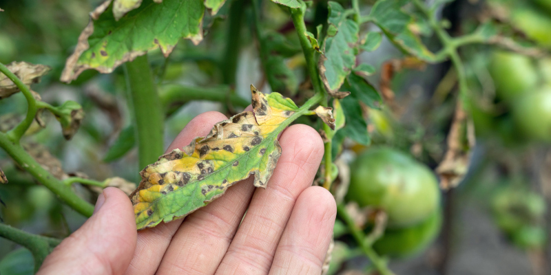 Leaf Spot Fungus in Fort Worth, Texas