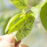 Aphids