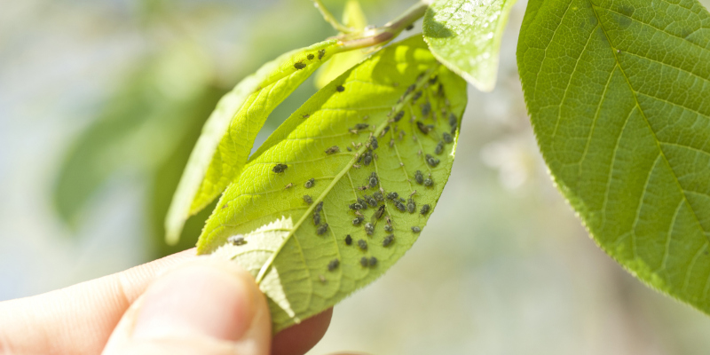 Aphids in Fort Worth, Texas