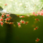 Spider Mites