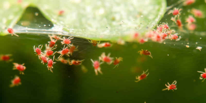 Spider Mites in Fort Worth, Texas