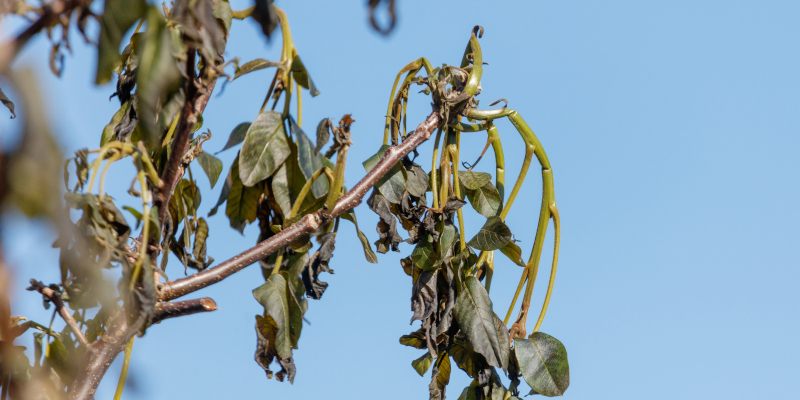 Vascular Wilts in Fort Worth, Texas