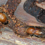Wood Boring Insects