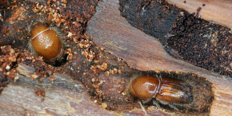 Wood Boring Insects in Fort Worth, Texas