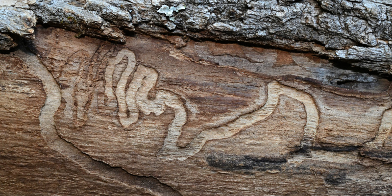 Common Tree Pests in Fort Worth, Texas
