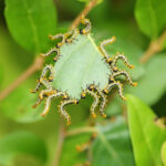 Leaf-Feeding Caterpillars