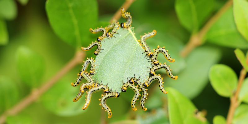 Leaf-Feeding Caterpillars in Fort Worth, Texas