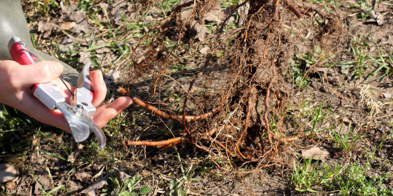 Phytophthora Root Rot in Fort Worth, Texas