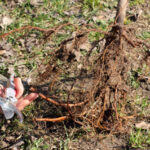 Phytophthora Root Rot